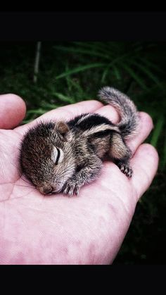 Cureuiljpg — Les bébés animaux option 17