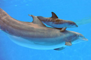 Dauphinjpg — Les bébés animaux option 18