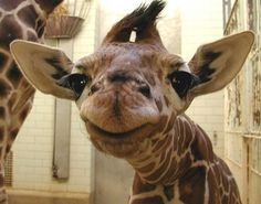 Girafejpg — Les bébés animaux option 19