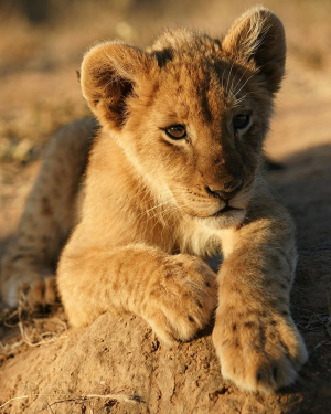 Lionpng — Les bébés animaux option 23