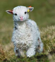 Moutonjpg — Les bébés animaux option 25
