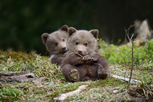 Ours Brunjpg — Les bébés animaux option 26