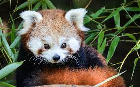 Panda Rouxjpg — Les bébés animaux option 27