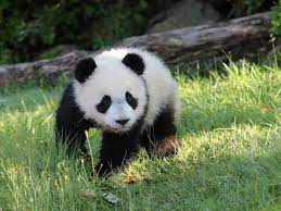 Pandajpg — Les bébés animaux option 28