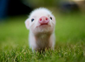 Porcinetjpg — Les bébés animaux option 29