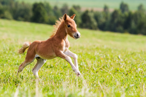 Poulainjpg — Les bébés animaux option 30