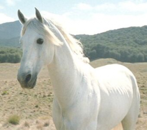 Shadowfax2jpg — Lord of the rings option 28