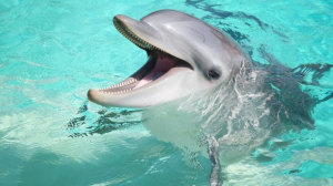 15929957833242991592996059noticianormalrecorte1jpg — Marine animals option 1