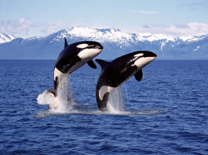 8 Orcas En El Oceano1jpg — Marine animals option 2