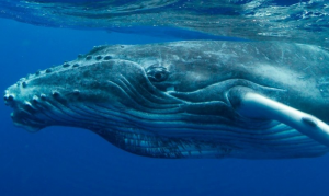 Ballena Jorobadajpg — Marine animals option 3