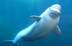 Belugajpg — Marine animals option 4