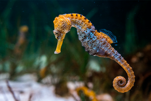Caballito De Marjpg — Marine animals option 5
