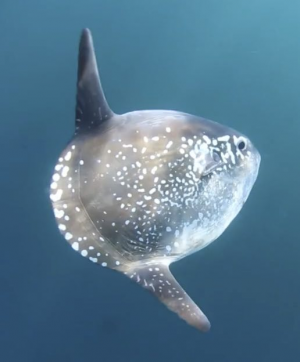 Chilejpg — Marine animals option 6