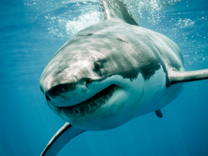 Great White Shark Smilejpg — Marine animals option 7