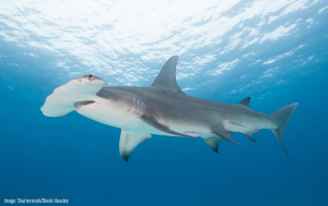 Hammerheadjpg — Marine animals option 8