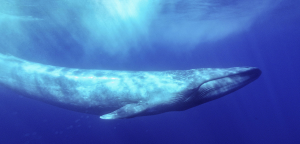 Header Whale Dodges Shipjpg — Marine animals option 9