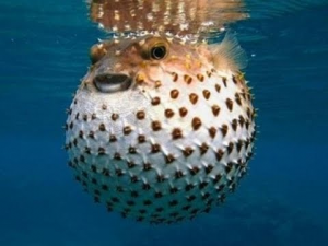 Hqdefault 1jpg — Marine animals option 10