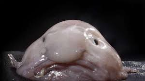Imagesjpg — Marine animals option 11