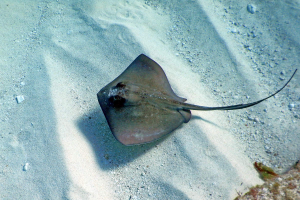 Mantarraya 2jpg — Marine animals option 12