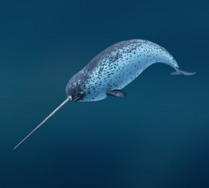 Narvaljpg — Marine animals option 13