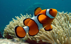 Peces De Acuario Peces Marinos Pez Payasojpg — Marine animals option 14