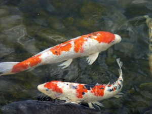 Pez Carpa Koi Pez Koijpg — Marine animals option 15