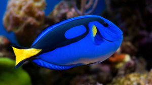 Pez Cirujano Adulto Xxxx80jpg — Marine animals option 16