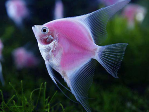 Pez Escalar Rosado Prncijpg — Marine animals option 17