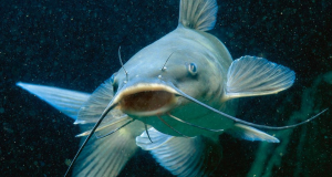 Pez Gatojpg — Marine animals option 19
