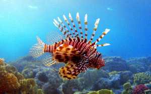 Pez Leon3jpg — Marine animals option 20