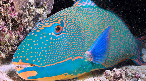 Pez Loro Curiosidades Datos Ajpg — Marine animals option 21