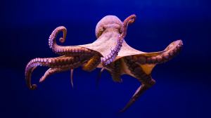 Pulpo Hembrajpg — Marine animals option 22