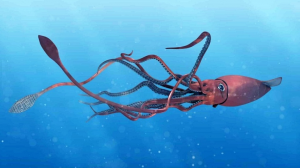 Sdvavcalamarportjpg — Marine animals option 23