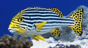 Sweetlips1jpg — Marine animals option 24