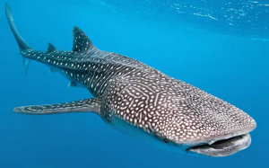 Tiburon Ballena1jpg — Marine animals option 25