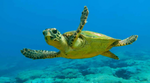 Tortuga Marinajpg — Marine animals option 26