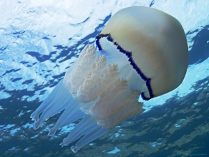 Tumblrplej0xszcy1scqzleo11280jpg — Marine animals option 27