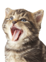 Kitty In The Crowdpng — Mega FNAF Tier List (Updated to April 2020) option 76