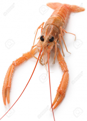 22285895 Raw Scampi Isolated On White Backgroundjpg — Members of the Crustacean Family option 1