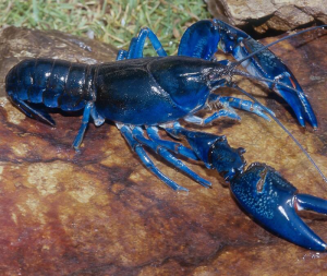 Big Blue Lobsterjpg — Members of the Crustacean Family option 3