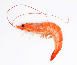 Cfp Audits Shrimp Feed Chain As Reports Of Slavery In Thai Fish Sectorjpg — Members of the Crustacean Family option 4