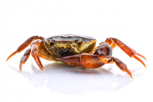 Crabjpg — Members of the Crustacean Family option 5
