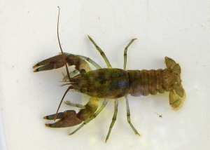 Crayfish 1jpg — Members of the Crustacean Family option 6