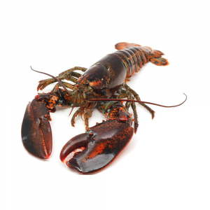 East Coast Canada Live Lobsterjpg — Members of the Crustacean Family option 7