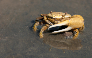 Fiddler Crab Uca Leptodactylapdjpg — Members of the Crustacean Family option 8