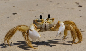 Ghostcrabimagejpg — Members of the Crustacean Family option 9