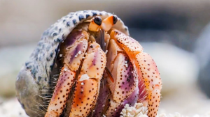 Hermitjpg — Members of the Crustacean Family option 10