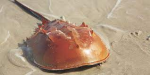 Horshoejpg — Members of the Crustacean Family option 11