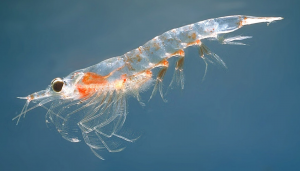 Krilljpg — Members of the Crustacean Family option 12