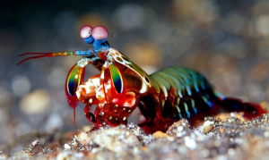 Mantis Shrimpjpeg — Members of the Crustacean Family option 13